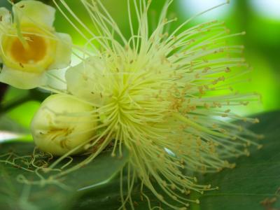 Wax Jambu (Syzygium samarangense)