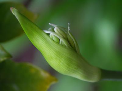 Agapanthus Bud, (Agapanthus africanus)