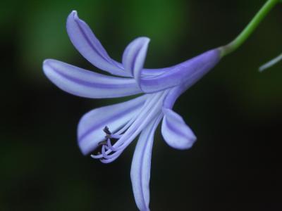 Agapanthus, (Agapanthus africanus)