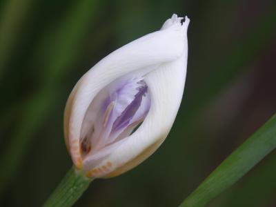 Iris bud