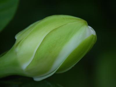 Gardenia bud