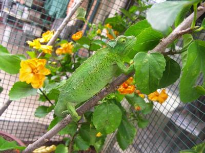 Jackson Chameleon, female