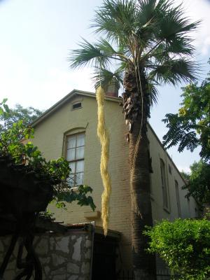 La Villita, palm flowers