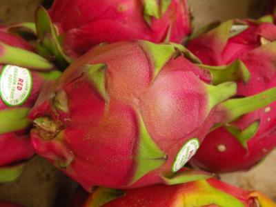 Dragon fruit (Hylocereus undatus)