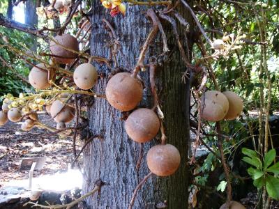 Cannonball fruits (Couroupita guianensis)