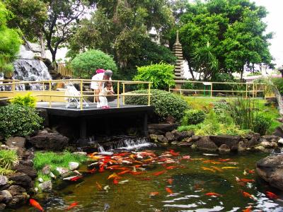 Pagoda Restaurant, feeding the koi