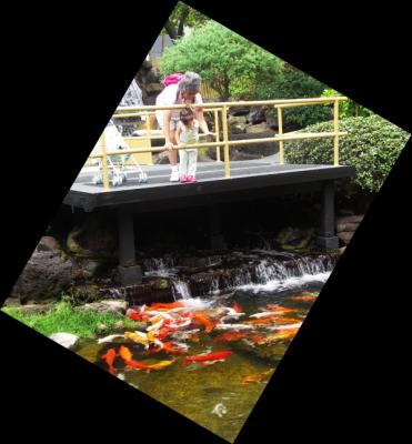 Feeding the koi