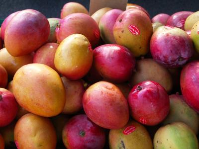 Tommy Atkins mangoes