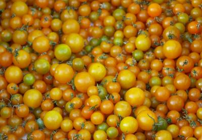 Golden cherry tomatoes