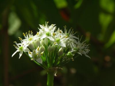 Flat leaf chive blosssoms