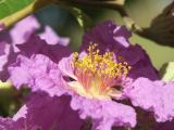Crepe (Crape) Myrtle, (Lagerstroemia speciosa)
