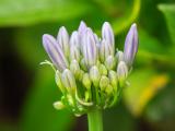 Agapanthus, (Agapanthus africanus)