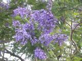 Jacaranda, (Jacaranda acutifolia)