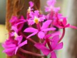 Orchid (Ephidendrum)