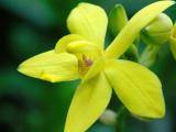 Plicata Orchid