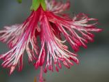 Striped Hibiscus