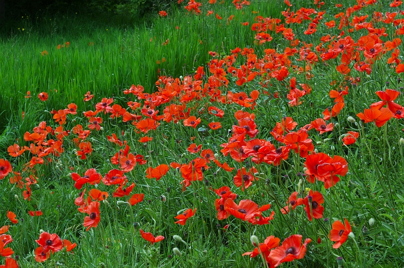 Field of poppies.jpg