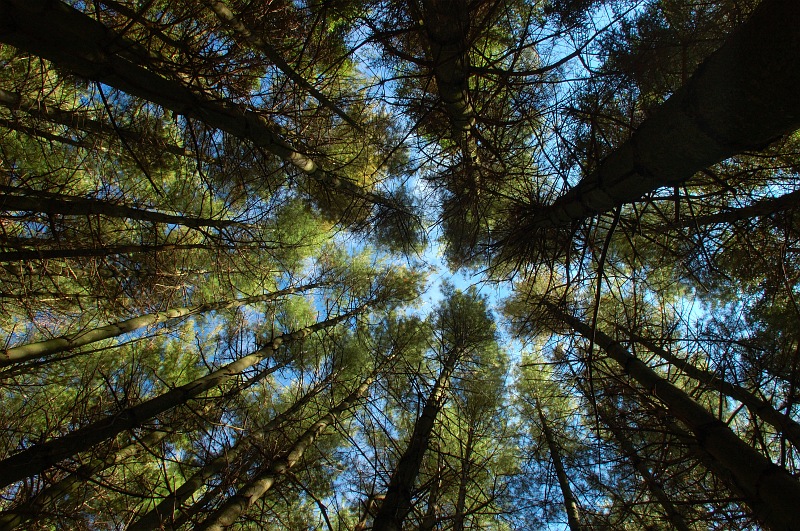 Pine tree canopy.jpg