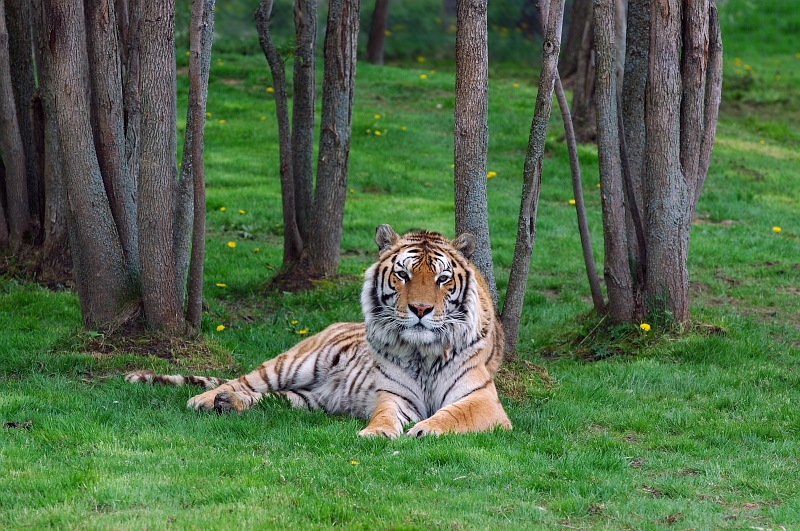 Tiger lying in forest.jpg