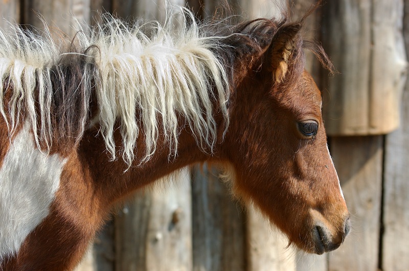 Pinto foal.jpg