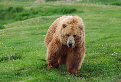 Kodiak Bear.jpg