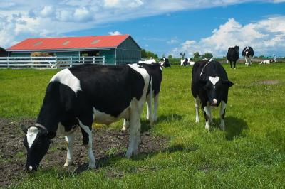 Holstein Ranch 4.jpg
