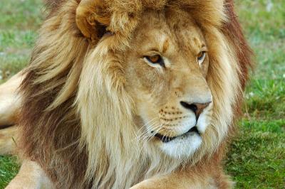Male lion watching.jpg