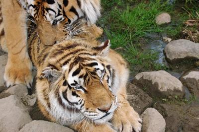 Mating tigers.jpg