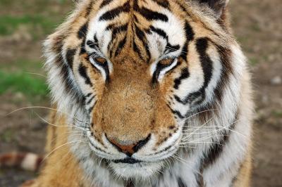 Tiger face.jpg