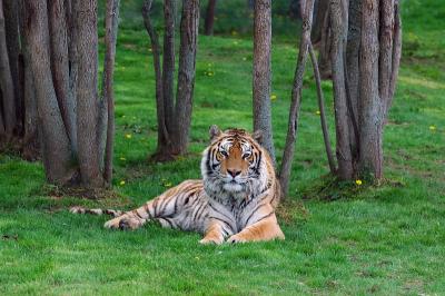 Tiger lying in forest.jpg