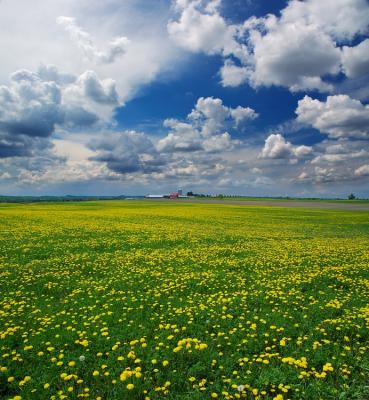 Dandelion field 2.jpg