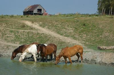 horses at waterhole.jpg