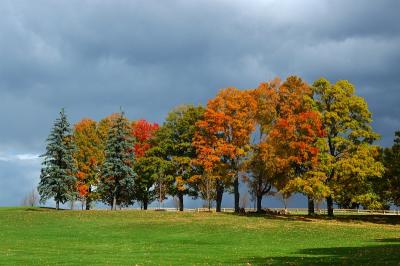 Fall trees after storm.jpg