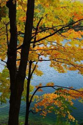 Red Leaves on Crawford Lake.jpg