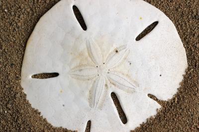 Sand Dollar.jpg