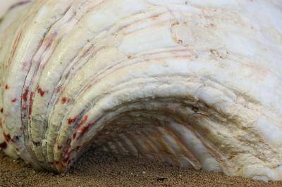 sea shell on beach.jpg