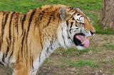 Smelling tiger.jpg
