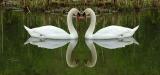 Symmetrical swans.jpg
