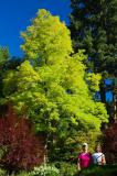 Golden black locust NS.jpg