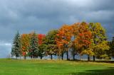 Fall trees after storm.jpg