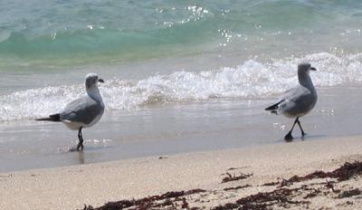 Birds on Beach.jpg
