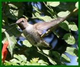 Humming Bird first.jpg