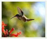 Humming Bird Flying.jpg