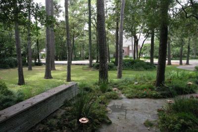 Peaceful view out the front door