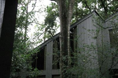 Branch on the roof