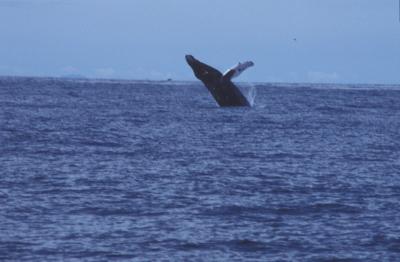 Kenai Fjord Whale-1.jpg