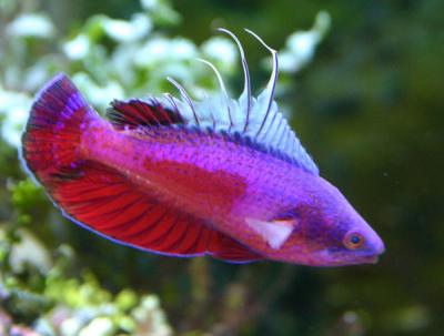 fishphotos_for_reefcentral