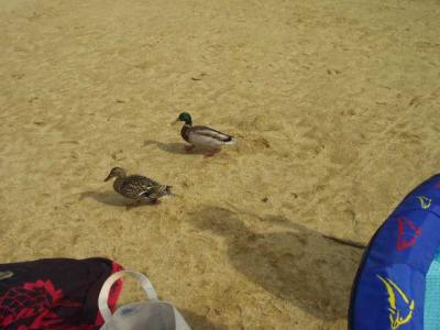 friendly ducks