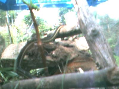 pictures of Michaels new pet snake