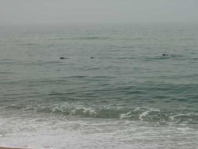 The seals came by again